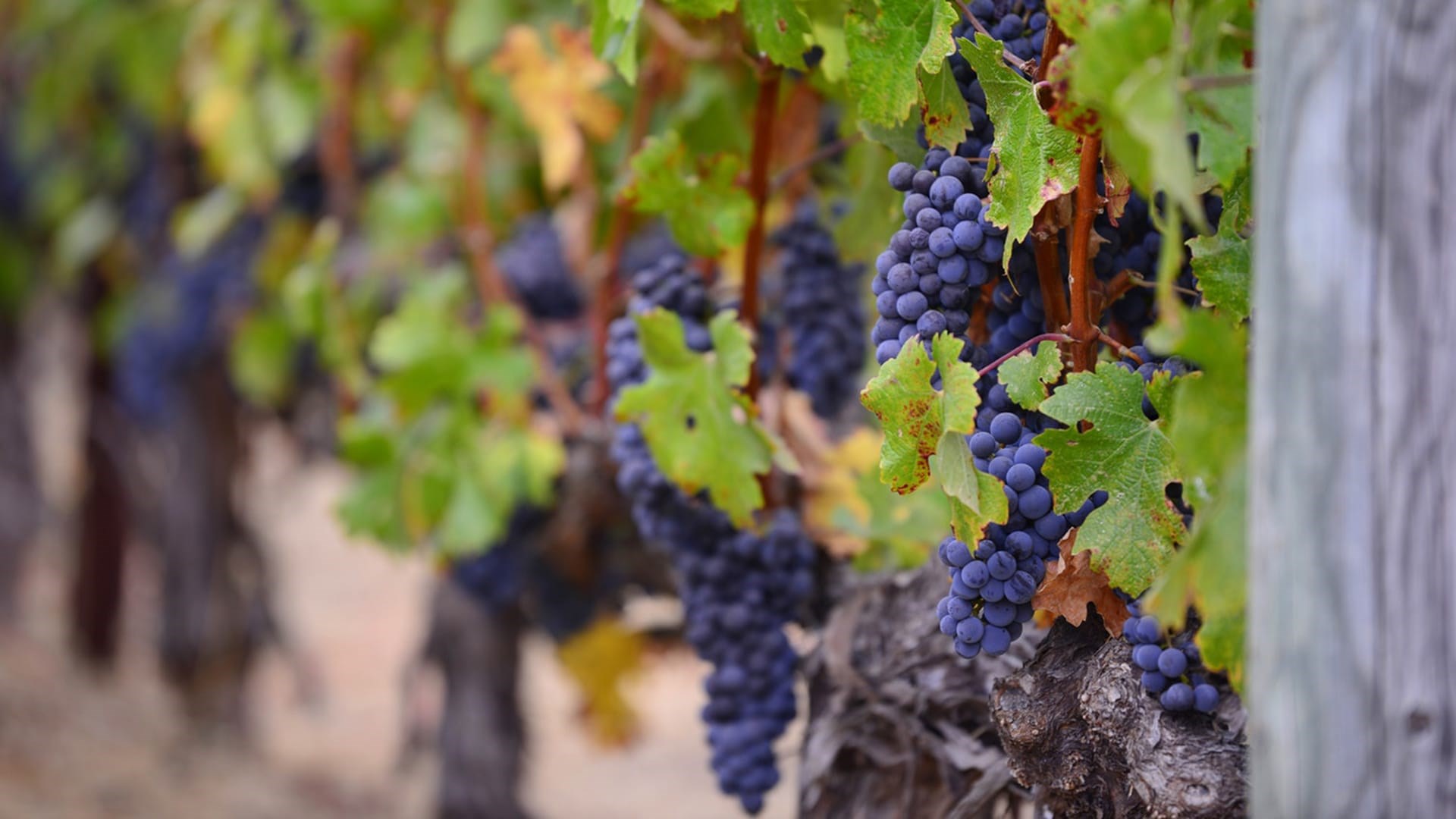  Vitis vinifera is the most widespread species in wine production
