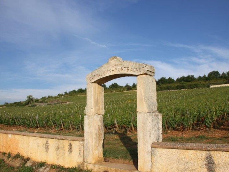 The Grand Cru vineyard of Chevalier-Montrachet