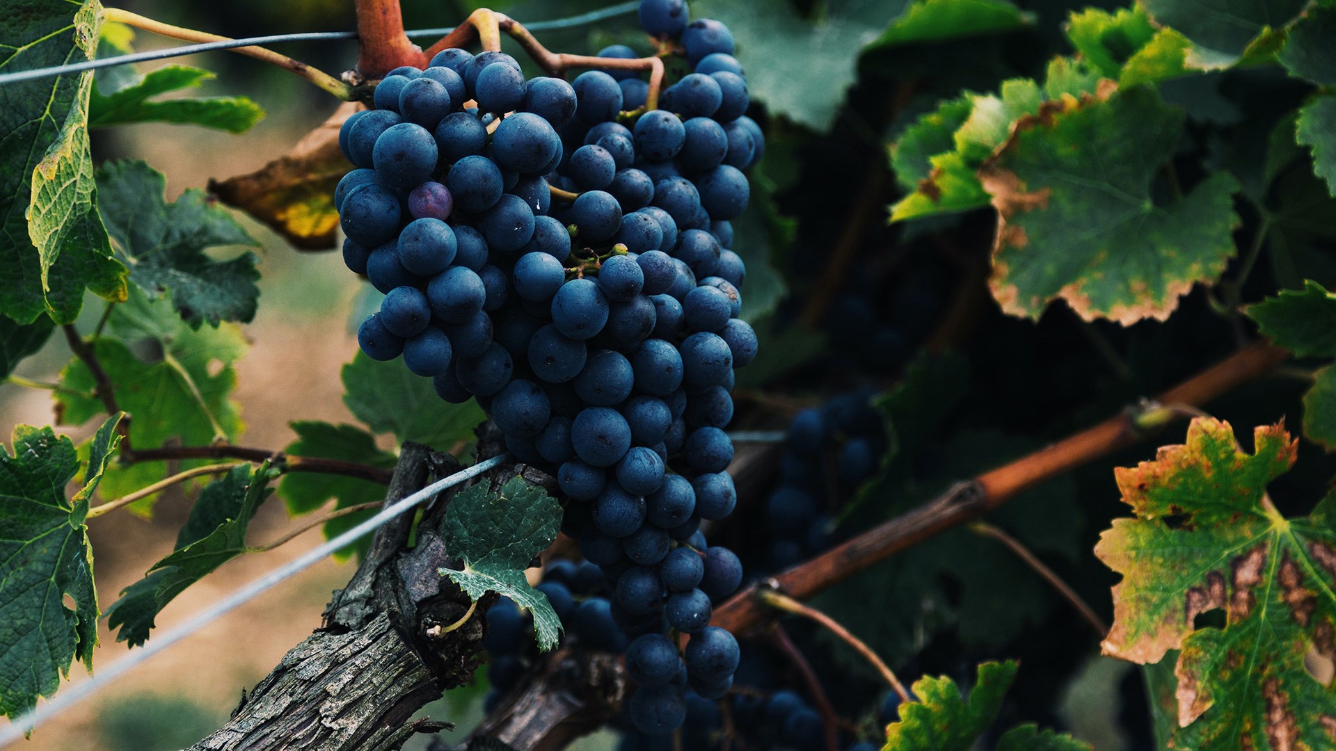 grapes, vitis vinifera 