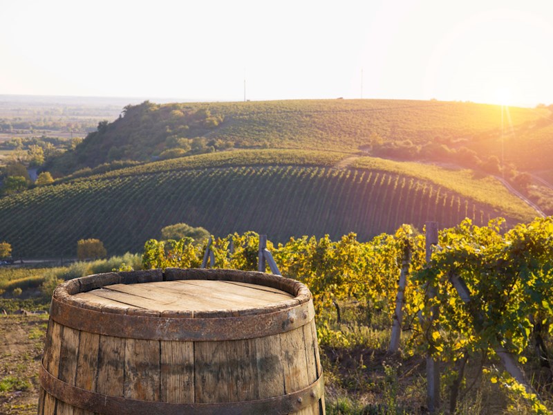 bolgheri-sunset