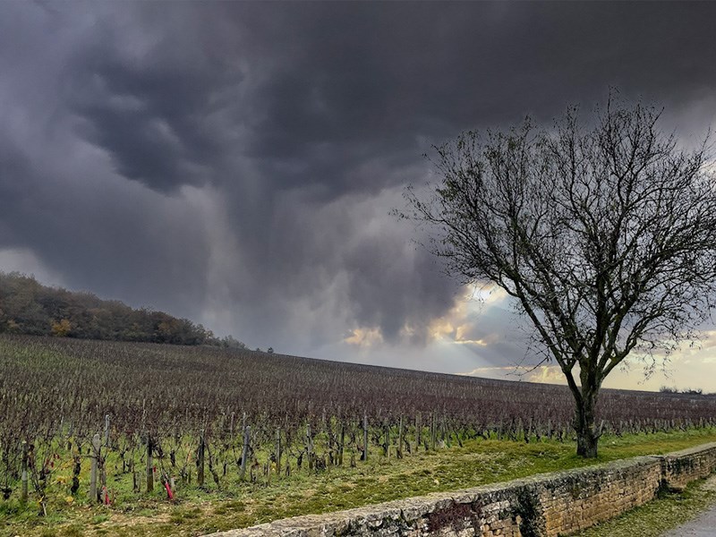 The Musigny Grand Cru vineyard - a legendary vineyard