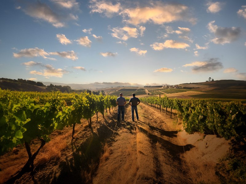 French Wine Harvest 2023