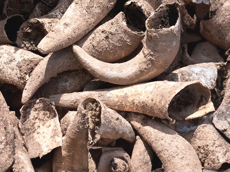 Cow horn fertiliser