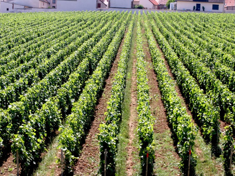 Krug Clos du Mesnil vineyard