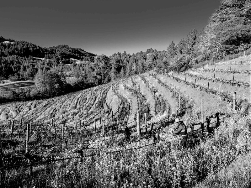 Rhadamanthus vineyard